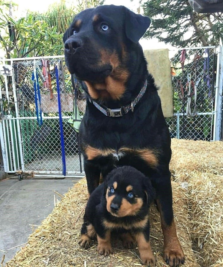 Doberman vs Rottweiler