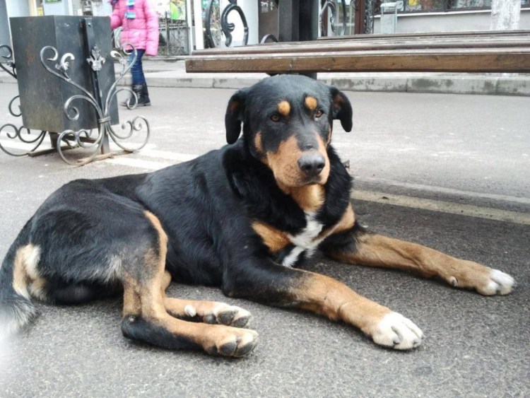 Метис ротвейлера