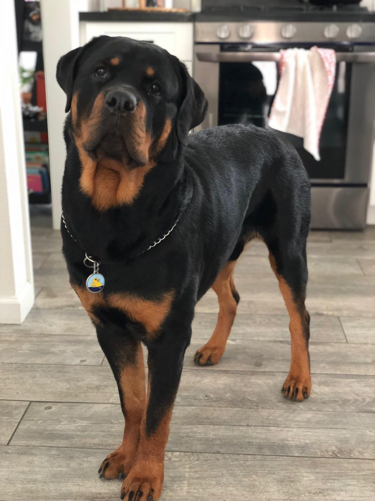 Такса Доберман ротвейлер
