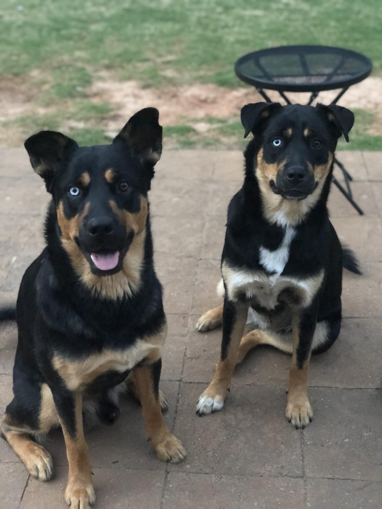 Метис спаниеля и ротвейлера