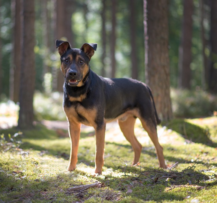 Ротвейлер и овчарка