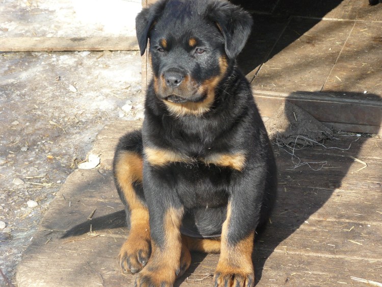 Помесь ротвейлера и немецкой овчарки