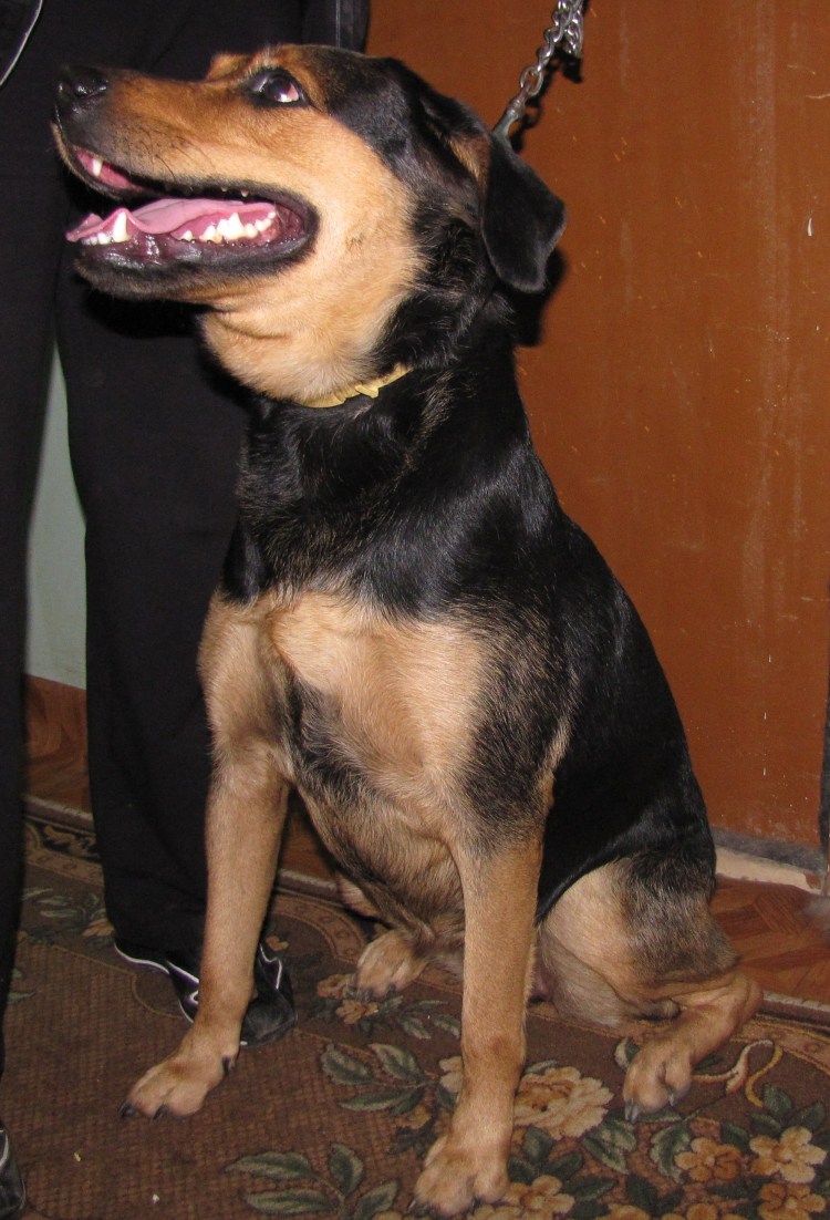 Метис овчарки и ротвейлера