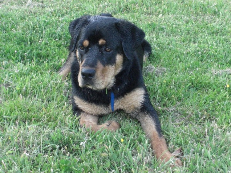 Метис добермана и гончей