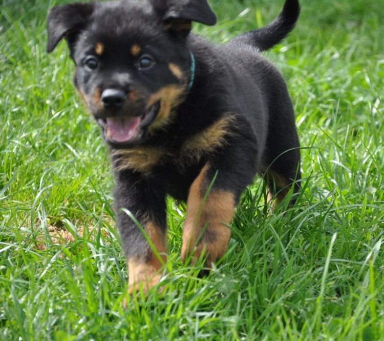 Метис ротвейлера