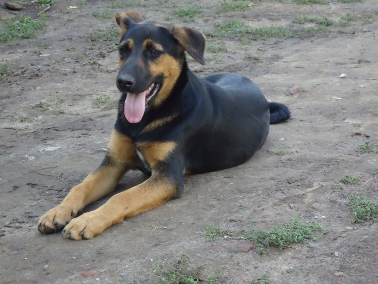 Смесь овчарки и ротвейлера