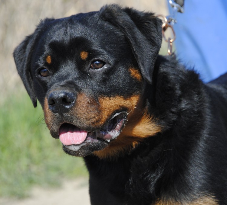 Малховер порода собаки