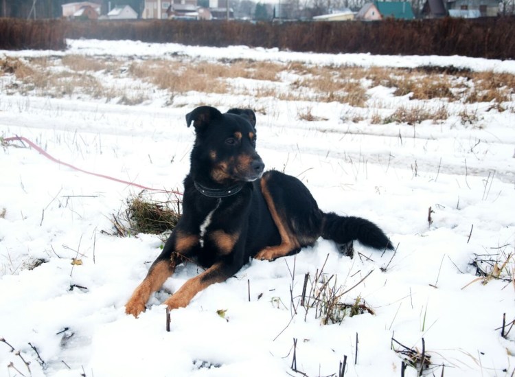 Порода Малховер