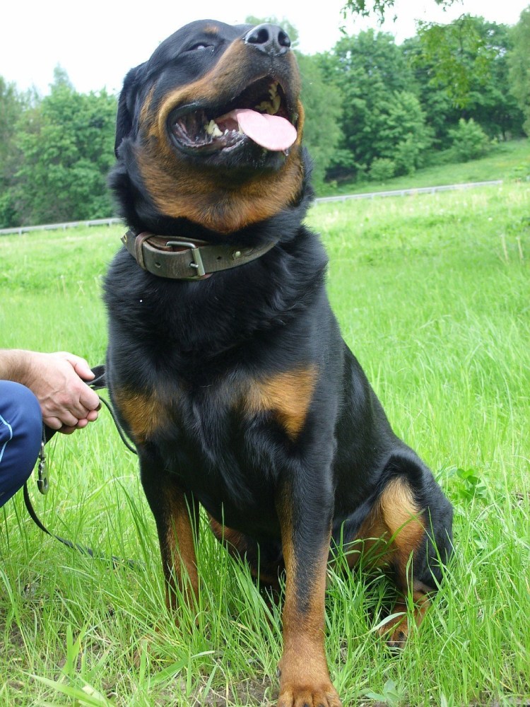 Метис ротвейлера и немецкой овчарки