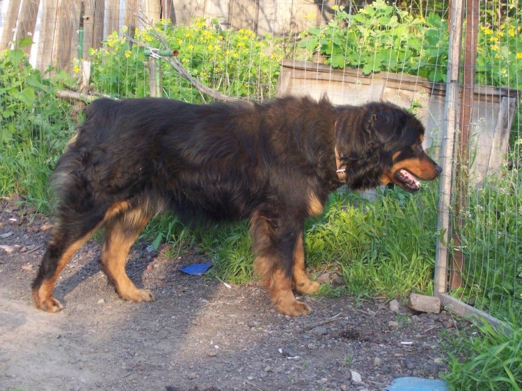 Метис ротвейлера и мастифа