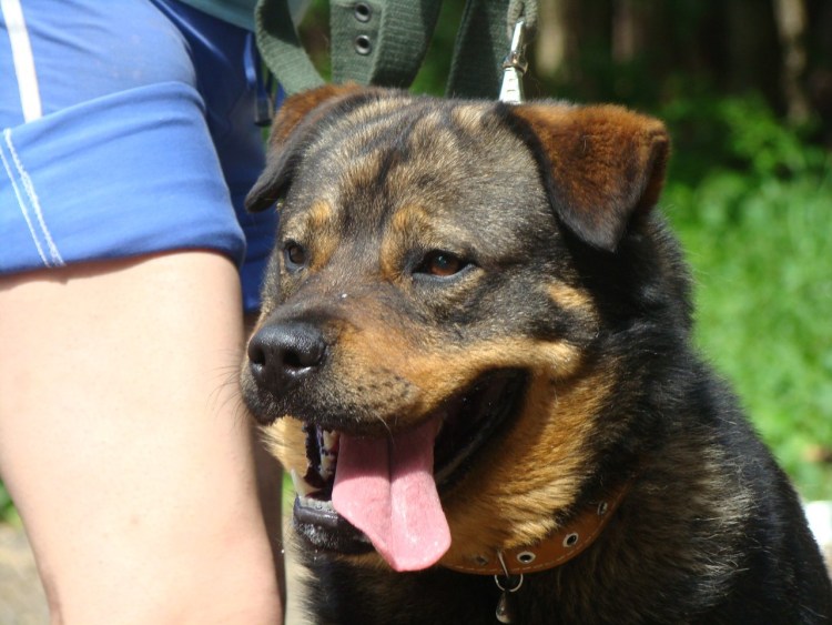 Метис хаски и добермана