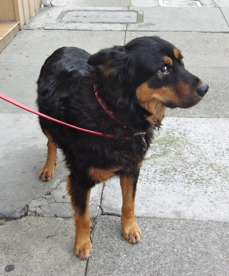 Смесь немецкой овчарки