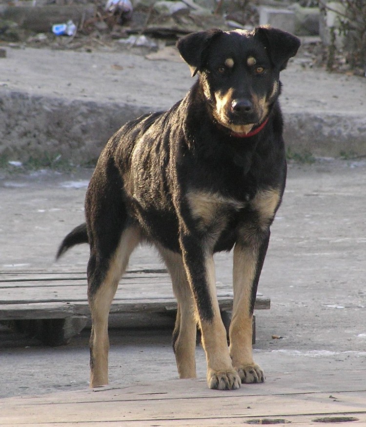 German Shepherd Rottweiler Mix
