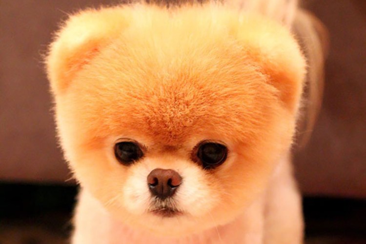 Померанский шпиц БОО