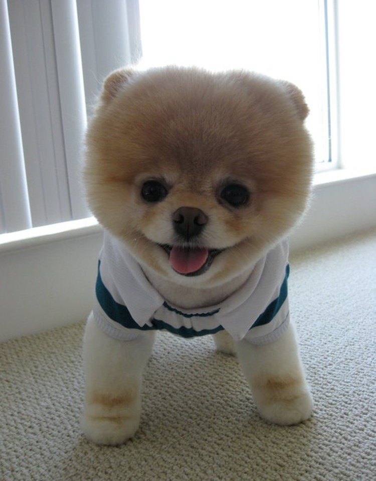 Померанский шпиц Шунсуке