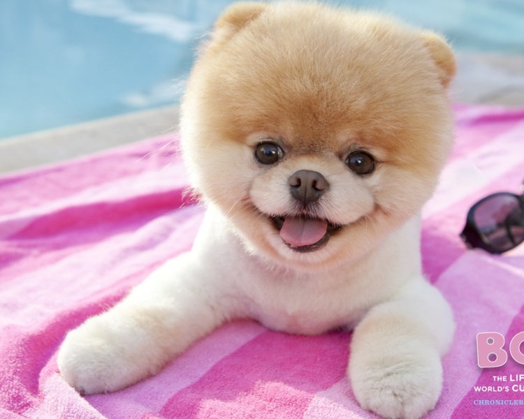 Порода чау чау медведя