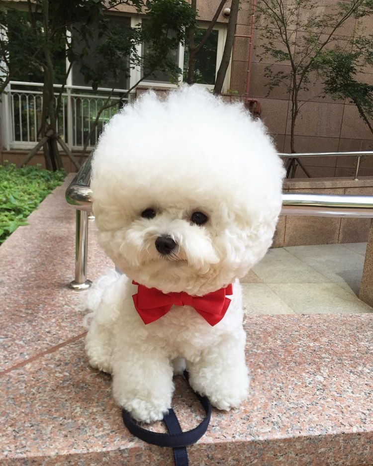 Собака похожая на медвежонка малинки