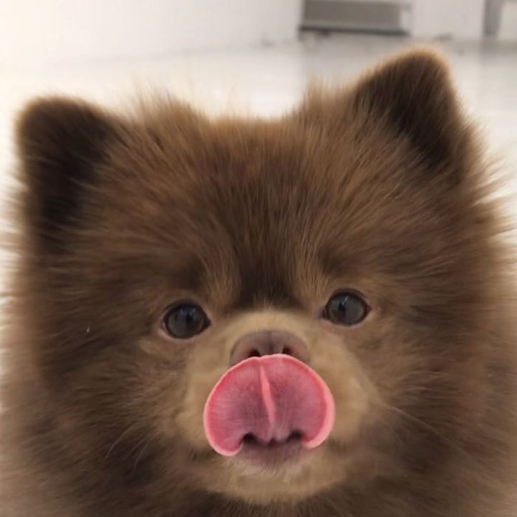 Померанский шпиц БОО