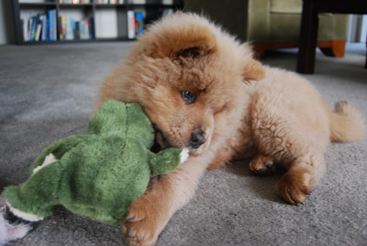 Шпиц БОО мини