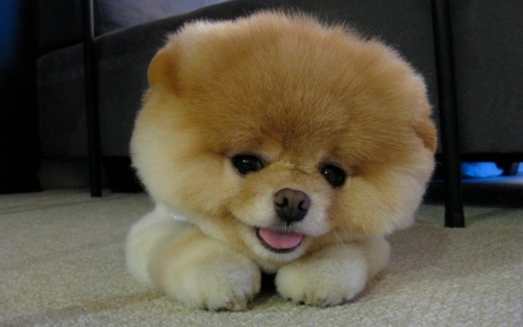 Китайский померанский шпиц