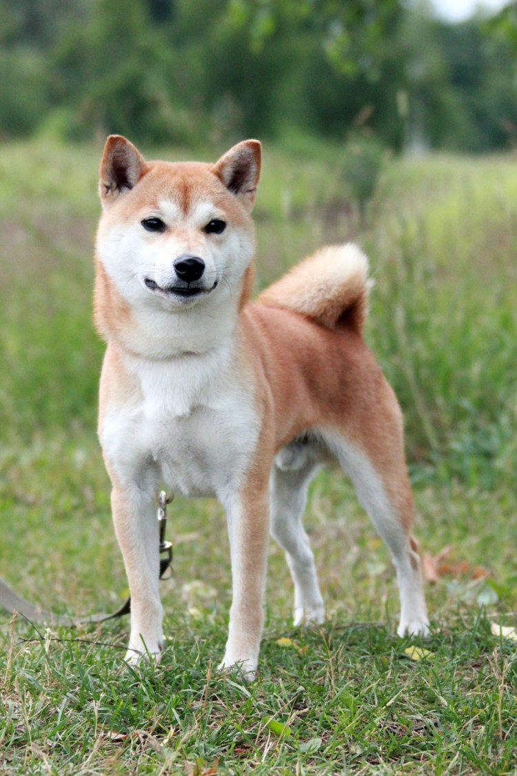 Акита ину щенок