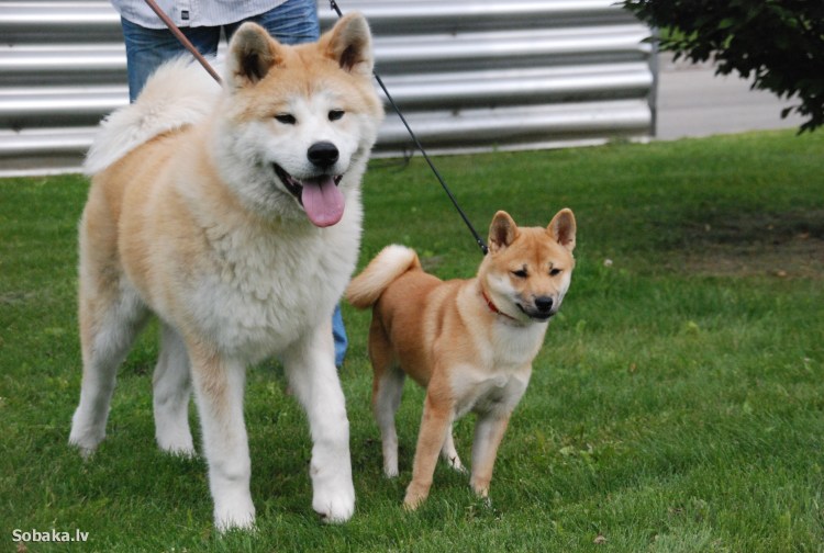 Акита-ину похожие породы