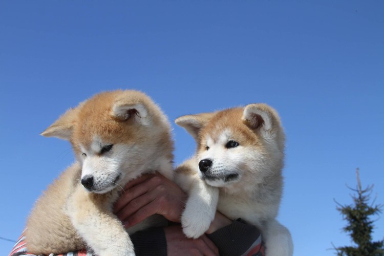 Порода Хатико Акита-ину улыбка