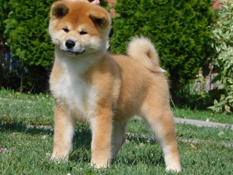 Акита-ину Юки