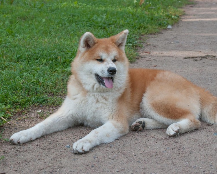 Акита ину щенок рыжий