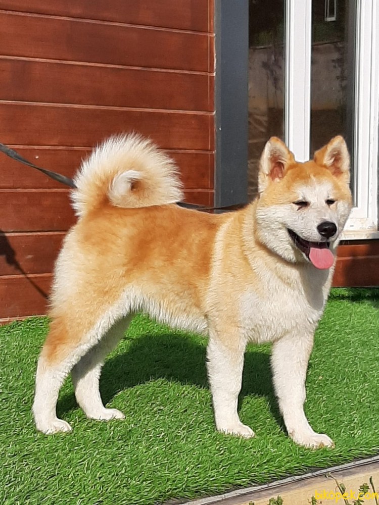 Алтайская Акита