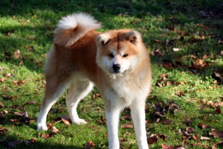 Разводчики Акито ино в Липицах