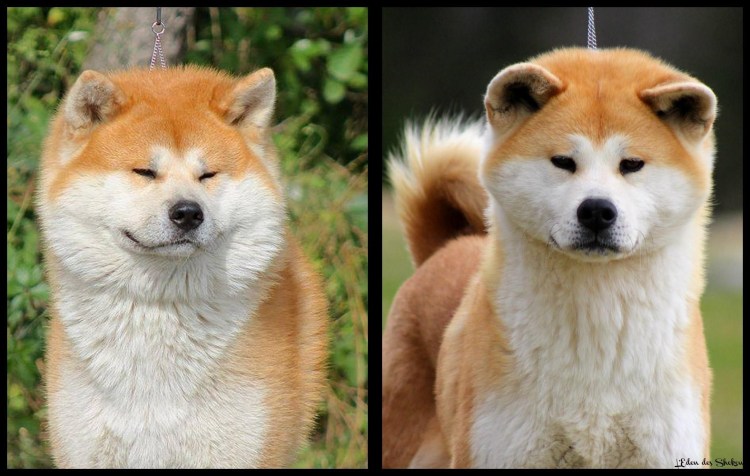 Акита-ину бронзовая