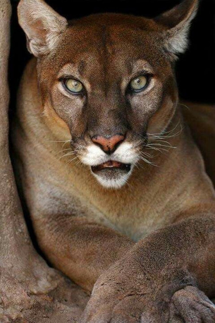 Пума горный Лев