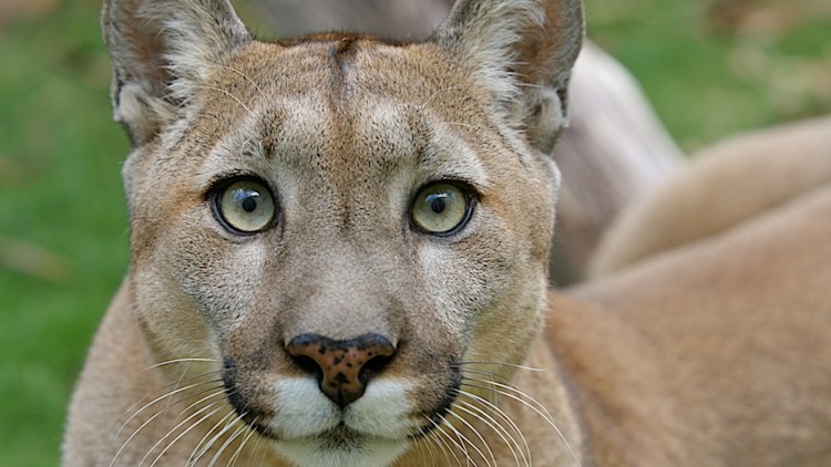 Пума с голубыми глазами