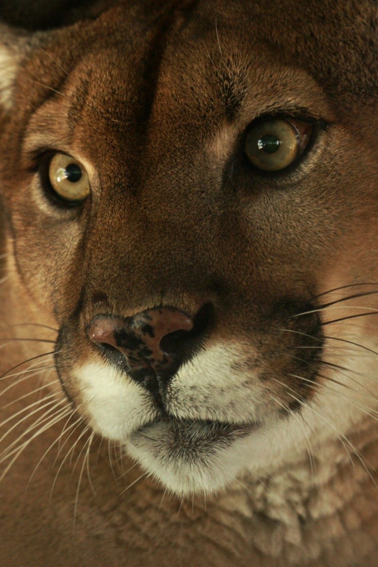 Карликовая Пума