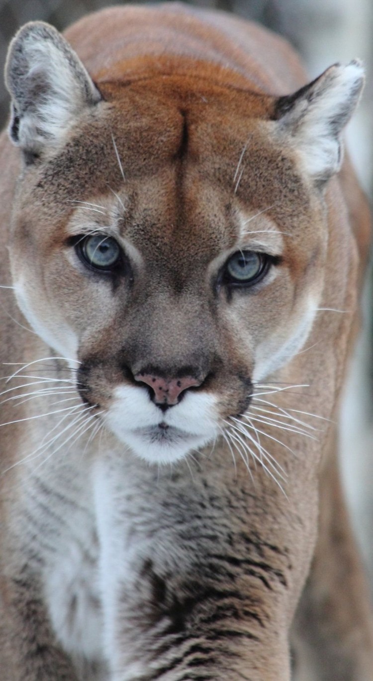 Морда львицы