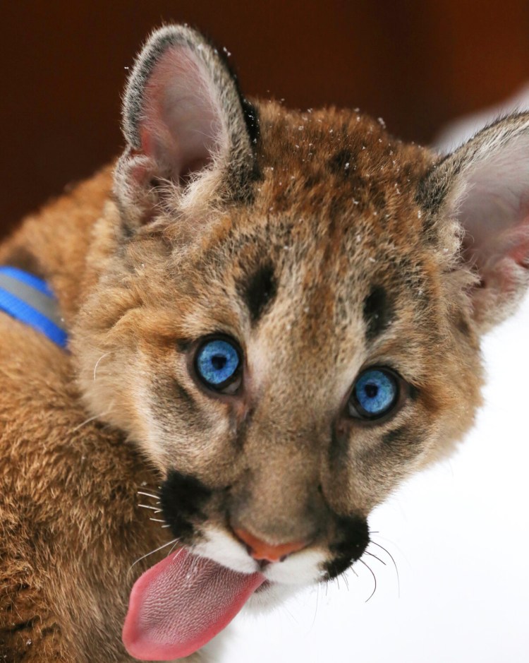 Пума глаза вблизи