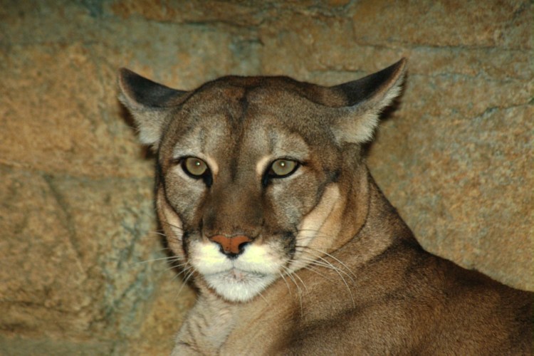 Львица с голубыми глазами