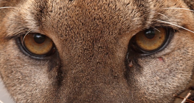 Лос Анджелес горные львы