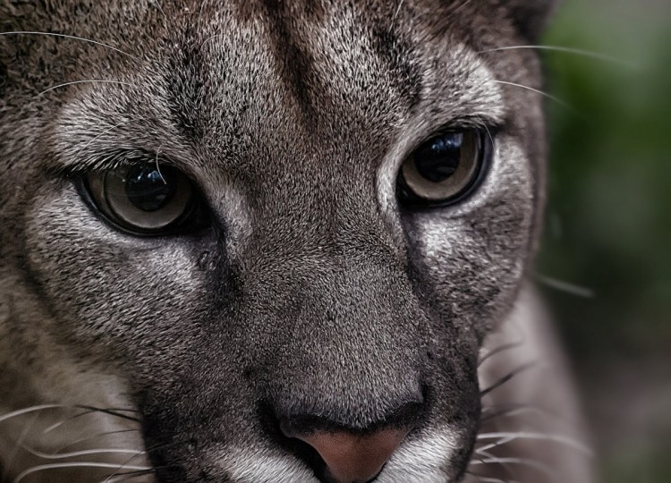 Пума анфас горный Лев