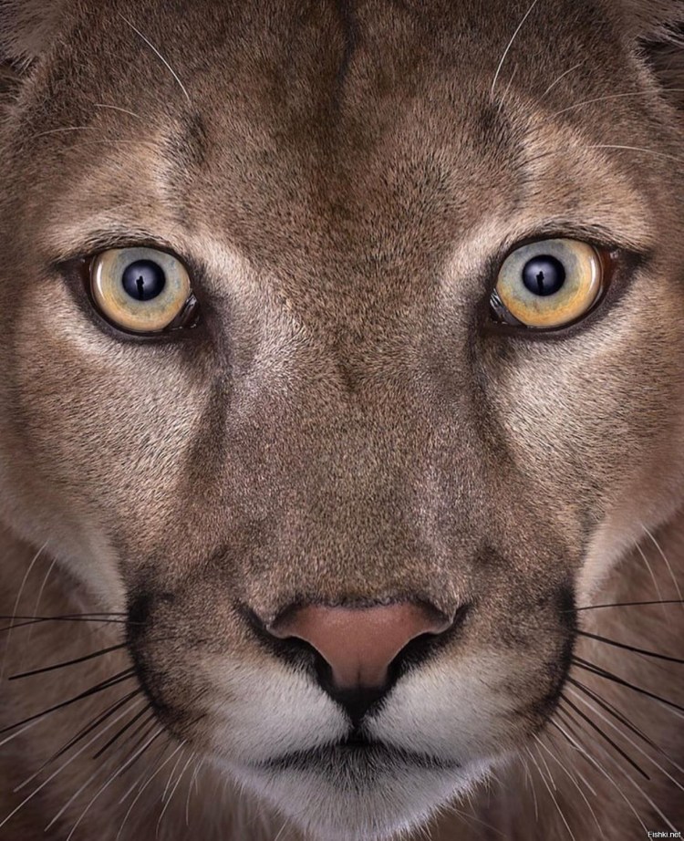 Маленькая Пума