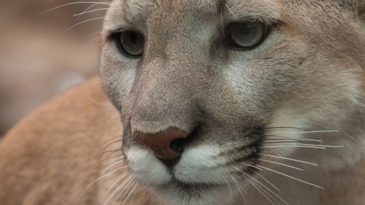 Молчаливые животные