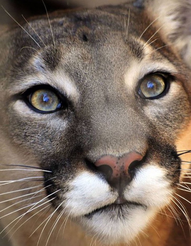 Пума большая кошка