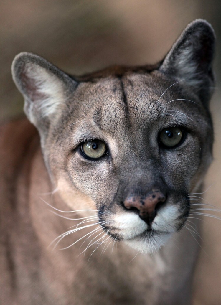 Пума и львица