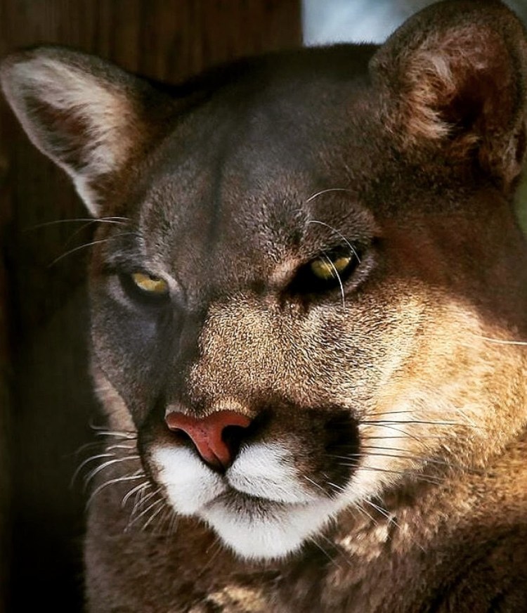 Порода кошек Стоун Кугуар