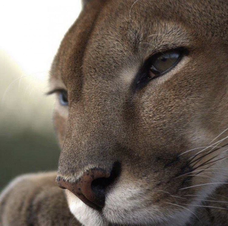 Пума (животное)