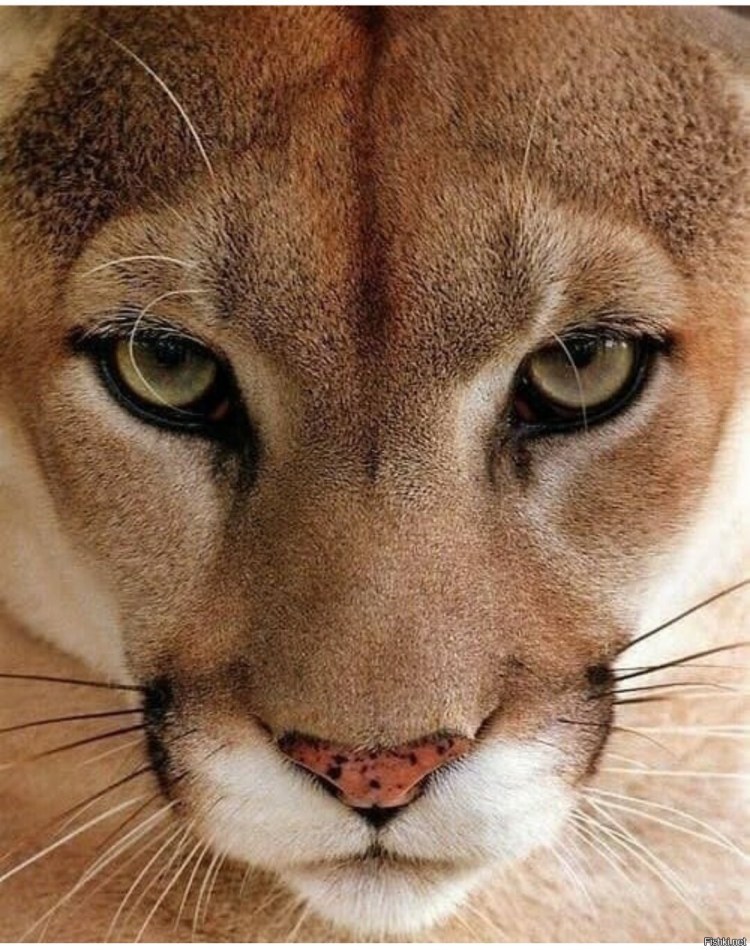 Пума анфас горный Лев