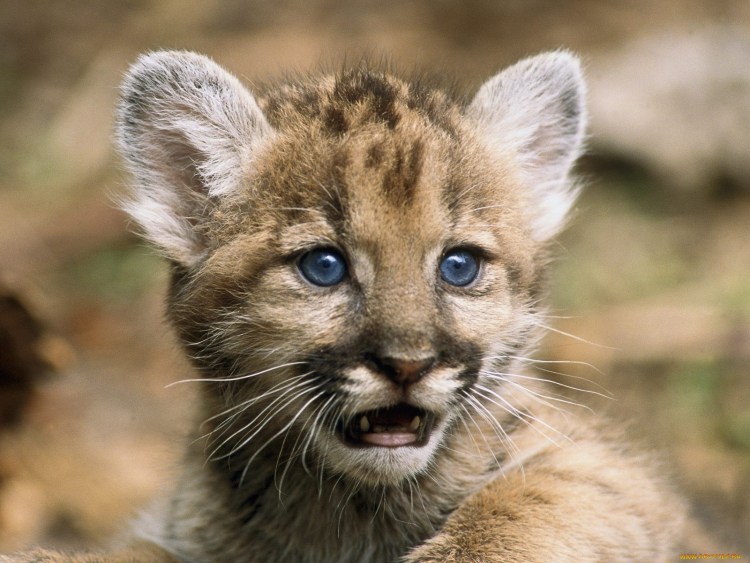 Пума Кугуар зелёный глаз