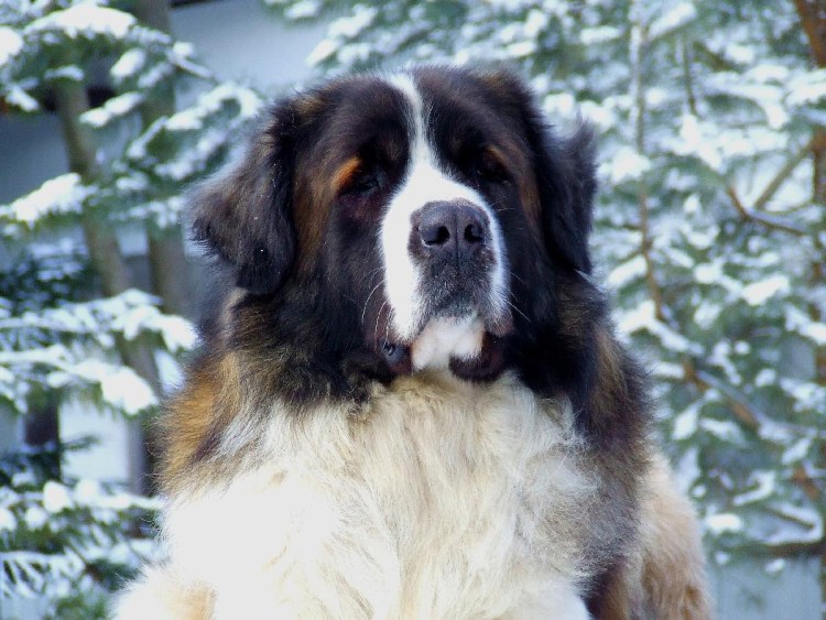 Московская сторожевая пегая