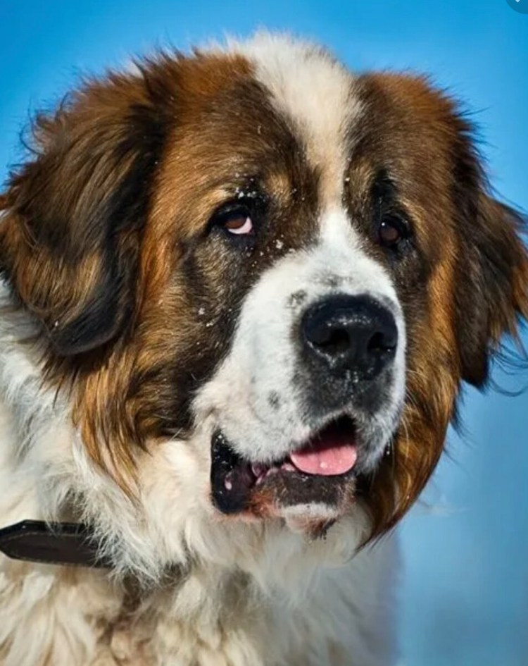 Масковая сторожевая овчарка